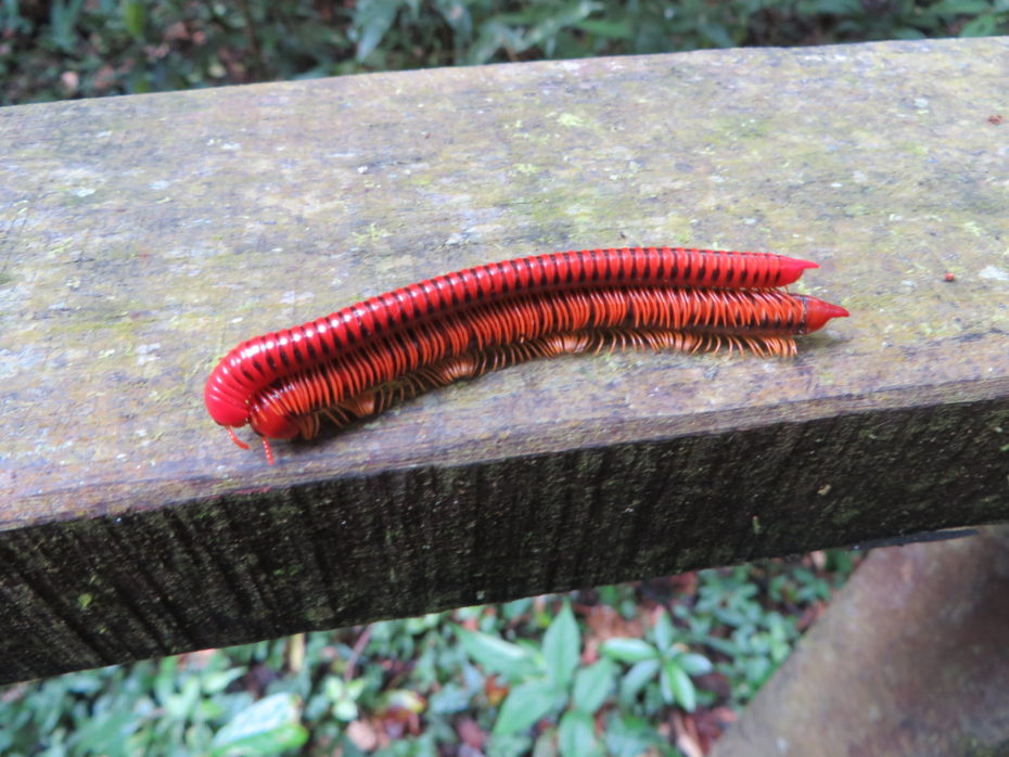 The wild sex life of millipedes, just one of Borneo's attractions