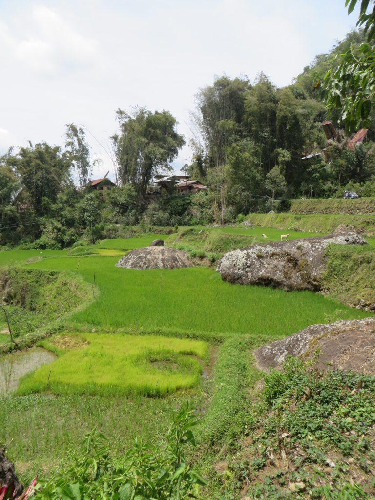 The vivid green of rice fields among the hills is typical of Tana Toraja