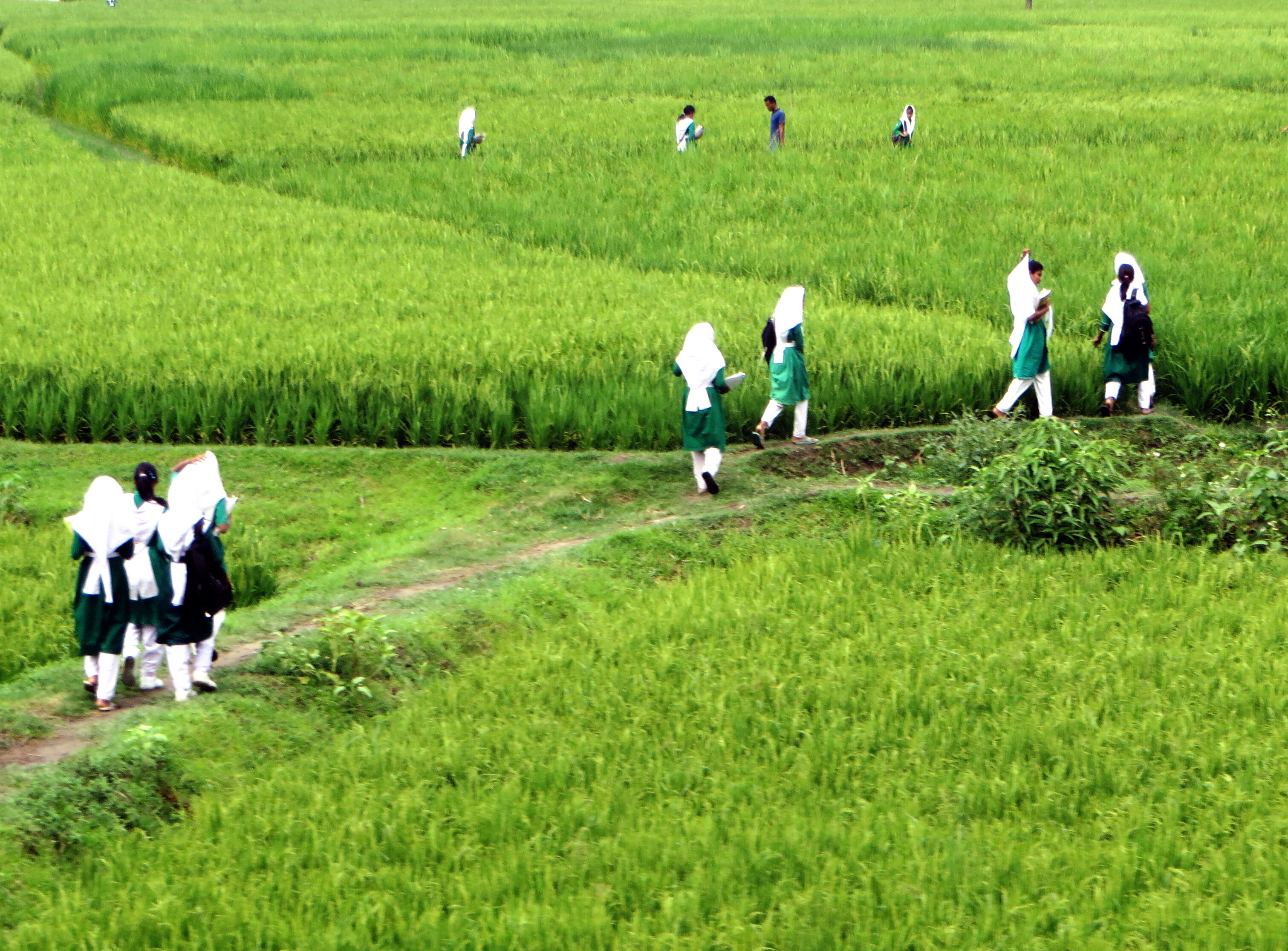Girls walking home from school through the paddy fields