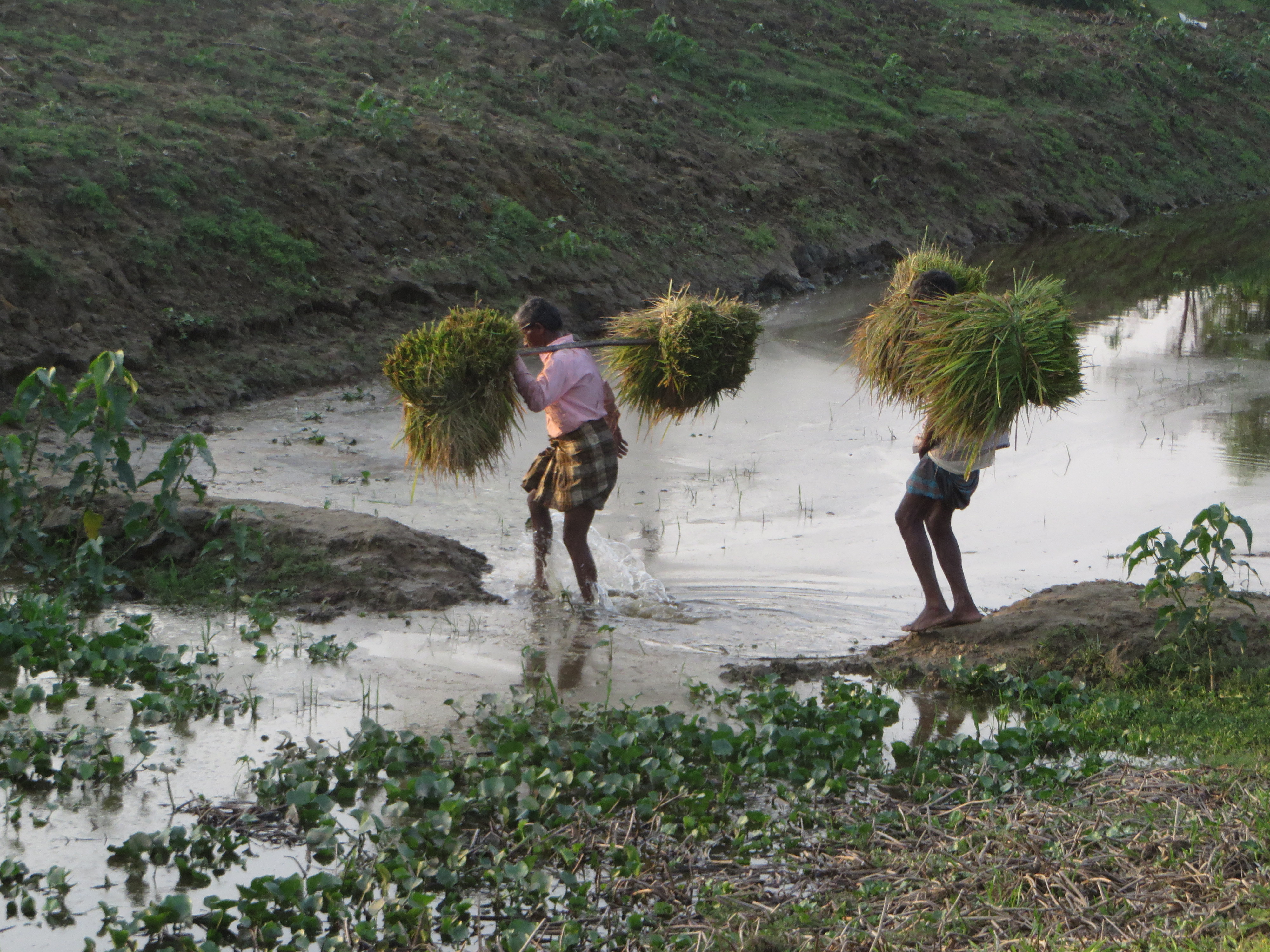 Framers carry the rice crop home