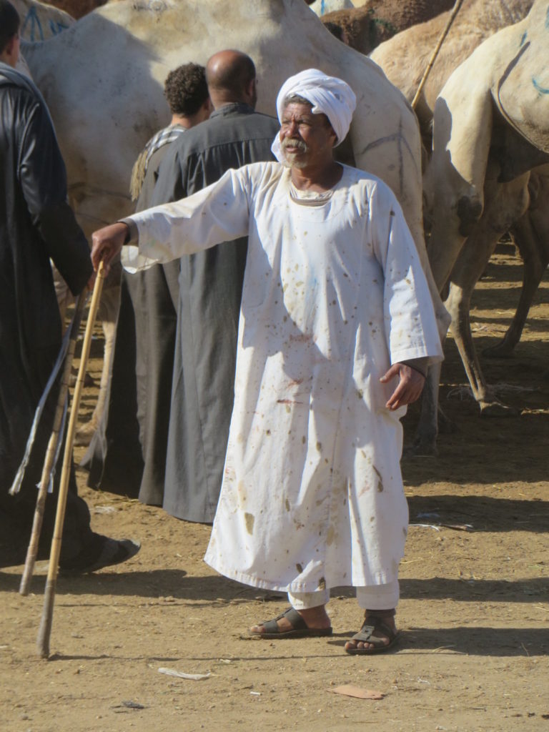 The latest fashion in the world of camel herding