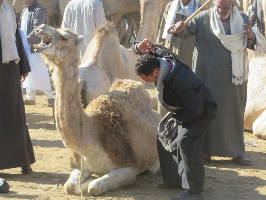 Despite not going anywhere this camel still required whipping for some reason