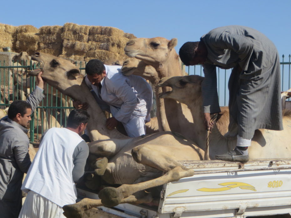 The fine art of getting a camel onto the back of a pick up