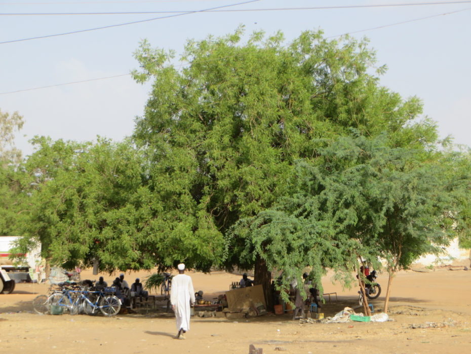 tea and shade, possibly the two most important components of Sudanese social life